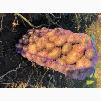 Продам Картоплю