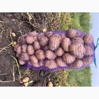 Продам Картоплю