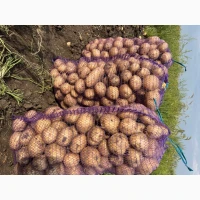 Продам Картоплю