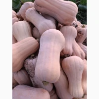 Продам тикву.сорт МАТІЛЬДА