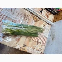 Продам перо зелоної цибулі