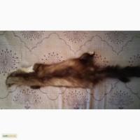 Продам шкурку куницы