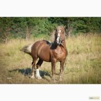 Продам жеребца Новоалександровский тяжеловоз