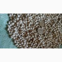 Продам насіння квасолі Мавка