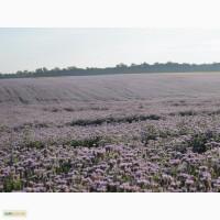 Продам фацелію