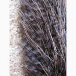 Продам шкуры бобра