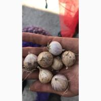 Продам чеснок на посадку(яровой, озимый) воздушку, чеснок на переработку, с овощехранилища