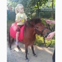 Кобыла пони жеребая