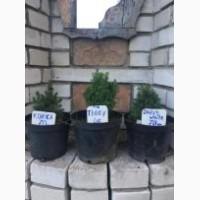 Туя смарагд(Smaragd), Teddy, Goldy 4every, Mirjam, Hoseri, Danica