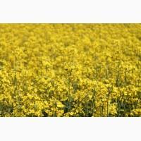 Рапс озимый, семена