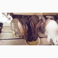 Продам кроликов