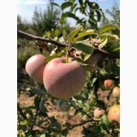 Продам яблоки сорт Джонатан, Айдаред, Голден