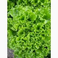 Продам САЛАТ лоло бионде, лоло росса