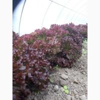 Продам САЛАТ лоло бионде, лоло росса