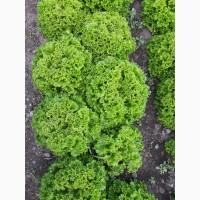 Продам САЛАТ лоло бионде, лоло росса