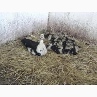 Продам індокачки - шипуни білого та чорно-білого забарвлення із смарагдовим пір#039;ям