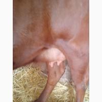 Продам корову