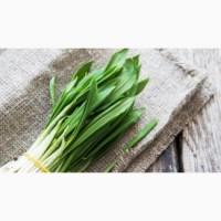 Продам черемшу 110гр килограм