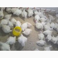 Продам тушки домашнего бройлера