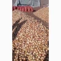 Fresh onion