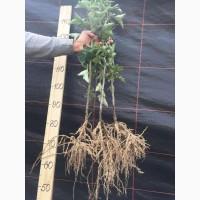 Саженцы смородины оптом: Бен Конан, Бен Гейн, Бен Хопе, Бона, Тисель, Юбилейная Копаня