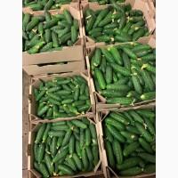Продам огурец тепличный сорт «Машенька»
