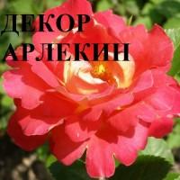 Продажа саженце роз, закрытая корневая