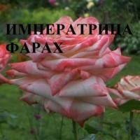 Продажа саженце роз, закрытая корневая