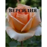 Продажа саженце роз, закрытая корневая