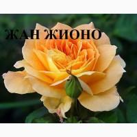 Продажа саженце роз, закрытая корневая