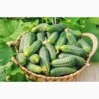 Продам огурцы хорошего качества, домашние!)