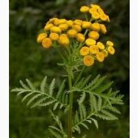 Купим СУШЕНУЮ ягоду красной рябины. бузину шиповник терен и боярышник.Самовывоз