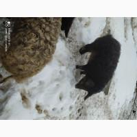 Продам свині мангали
