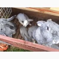 Продам Кролі породи Строкач Фландр