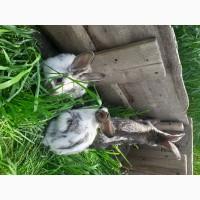 Продам Кролі породи Строкач Фландр
