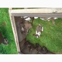 Продам Кролі породи Строкач Фландр
