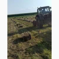 Продам сіно в тюках 40 грн за шт