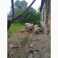 Продам овец на племя
