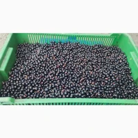 Куплю чорну смородину