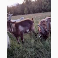 Козлы для спаривания или на мясо ( 10 месяцев, 1, 5 года)
