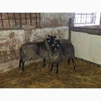 Продам вівці романівська