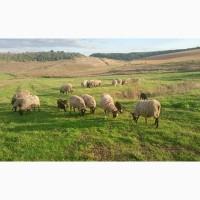 Продам вівці романівська