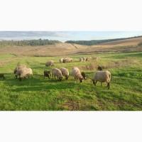 Продам вівці романівська