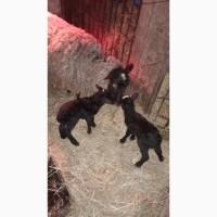 Продам вівці романівська