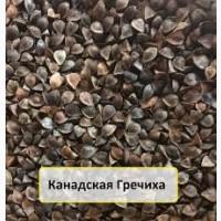 Семена гречихи сорт АРНО КАНАДА