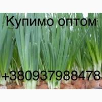 Купляємо цибулю перо 2024 від 10 тон, доставка самовивіз, потрібно 200т в місяць