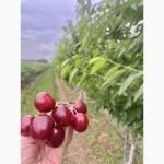 Продаж оптом черешні-сорт Регіна