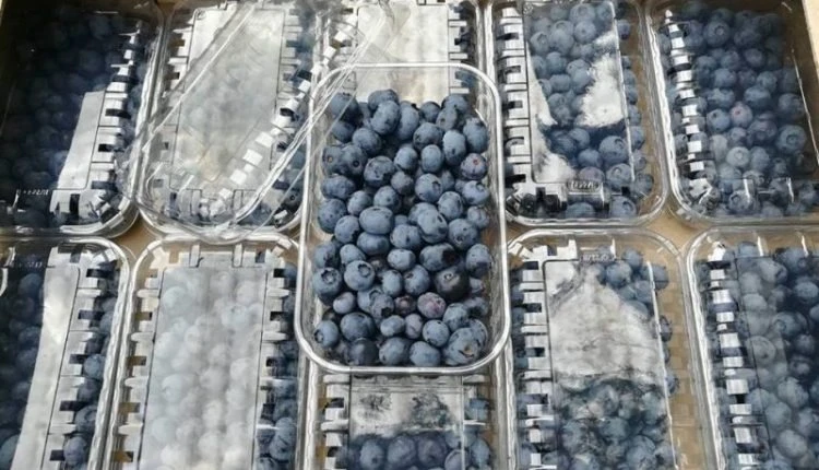 Фото 2. Лінія переробки лохини. Линия пераработки голубики