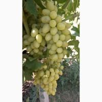 Продам столовые сорта винограда