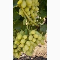 Продам столовые сорта винограда